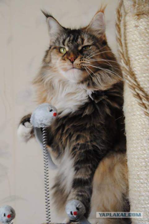 С Котовторником!