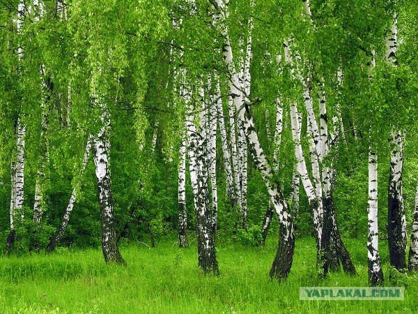 Добряки, плюсующие всех подряд