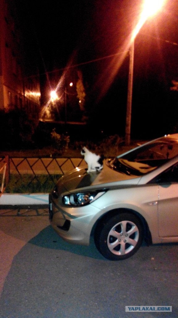 Котовторник 02.09.2014
