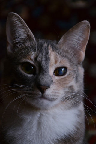 Котовторник 11.11.2014