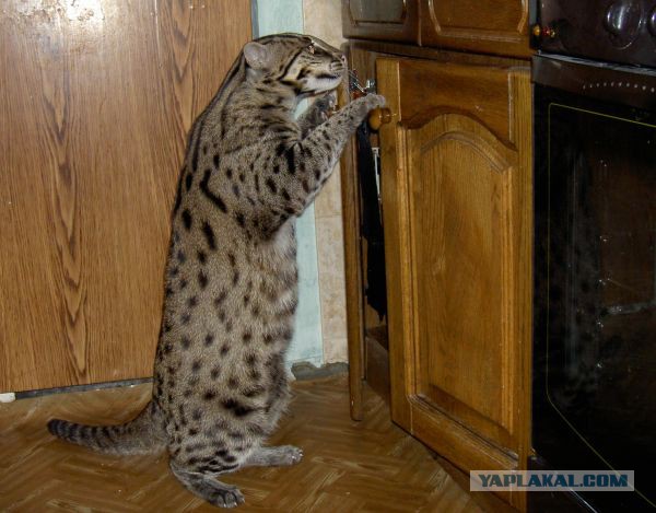 Кошачий Hardcore