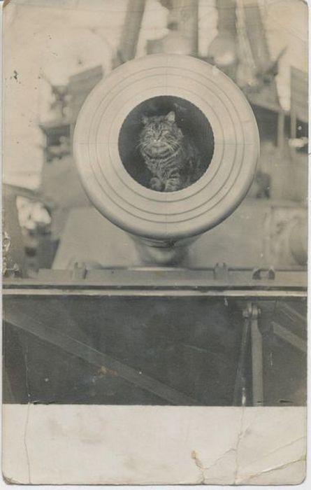 Боевой товарищ