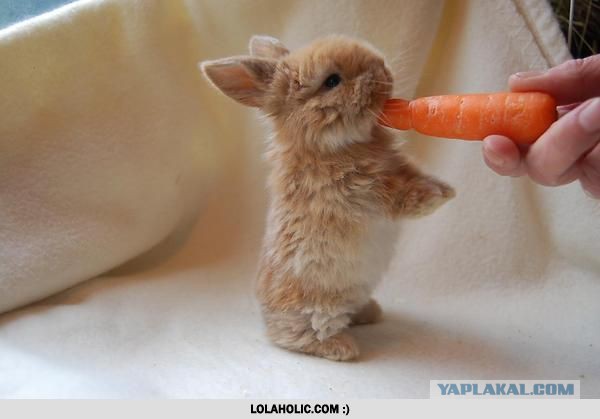 Дочь Яценюка на шоу "Голос ."Дети-2"