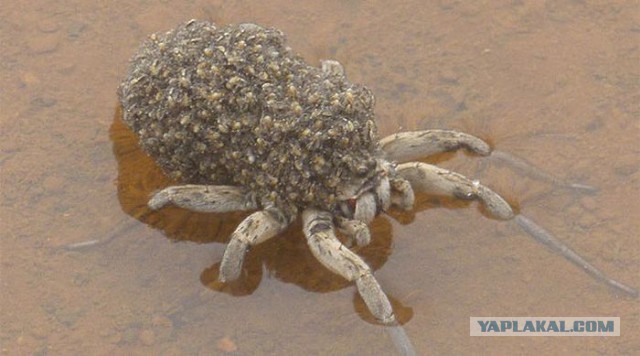 Экзотический животный мир Австралии