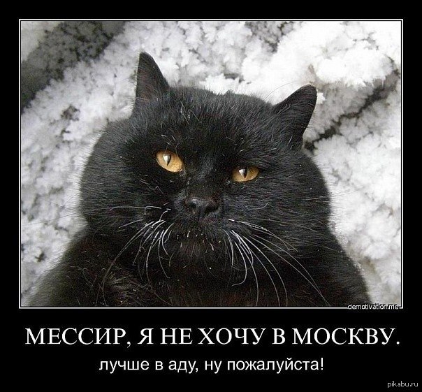 Чёрный кот