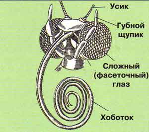 Общество любительниц мужских рук