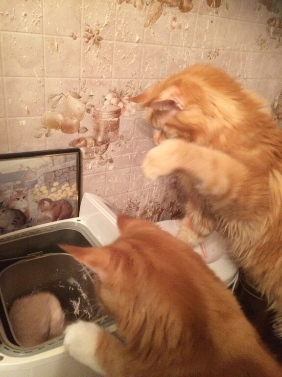 Котовторник 29.03.2016