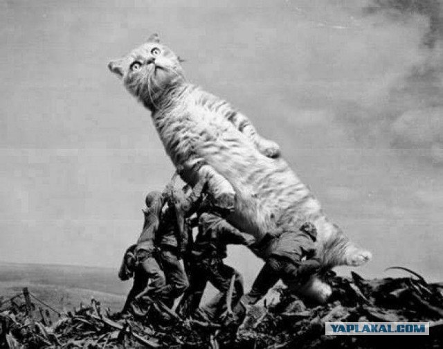 Сборище абсурда