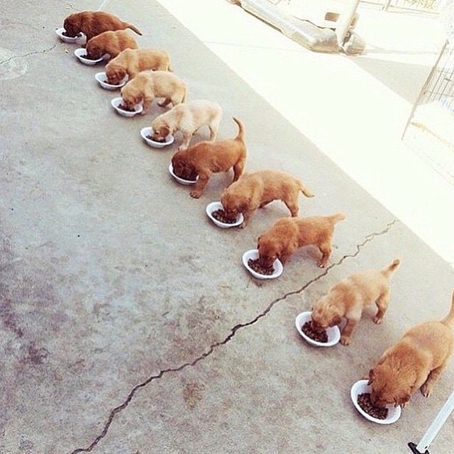 Самые смешные животные