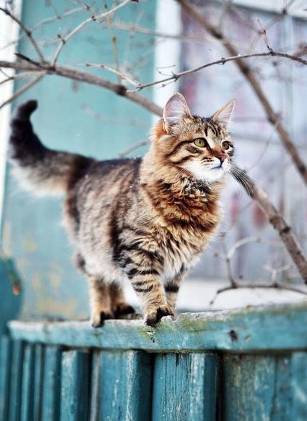 Коты из сети