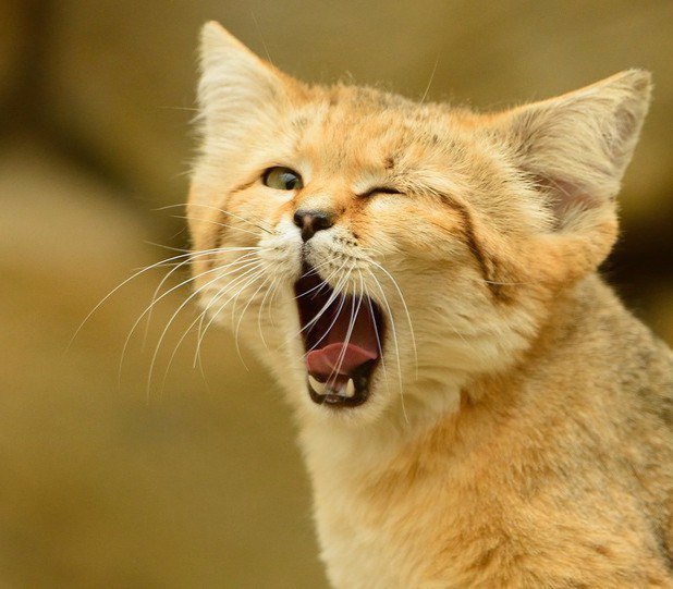 Коты и Кошки