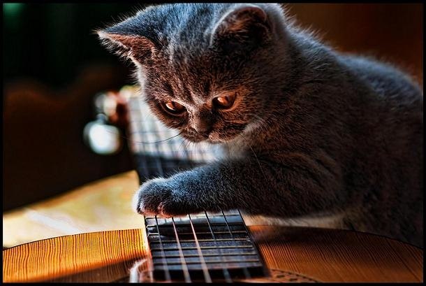 Коты и Кошки