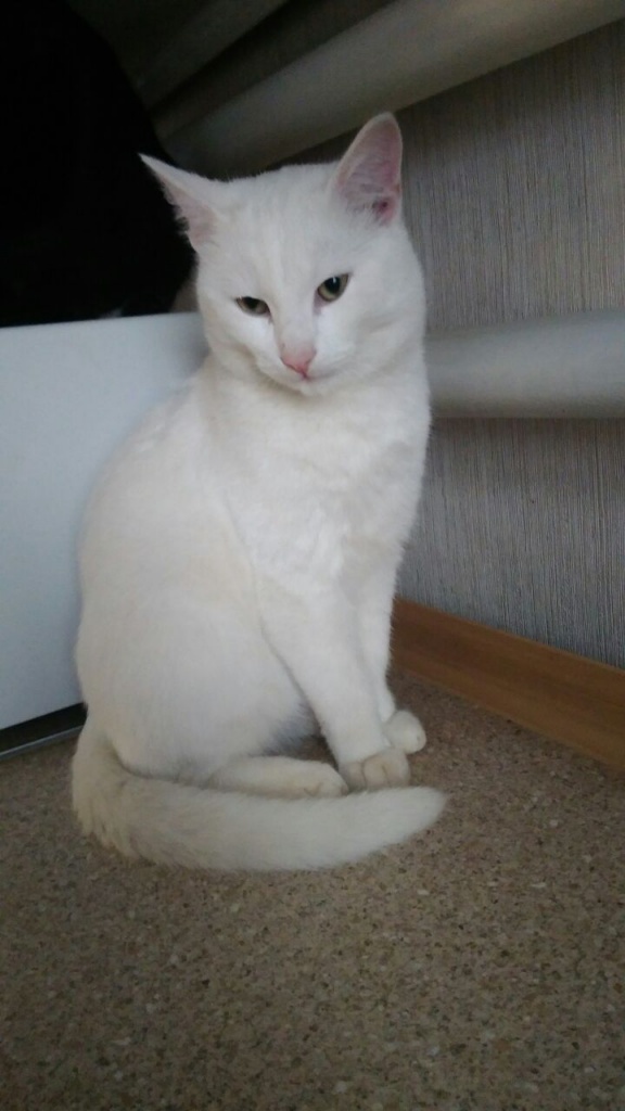 Коты и Кошки