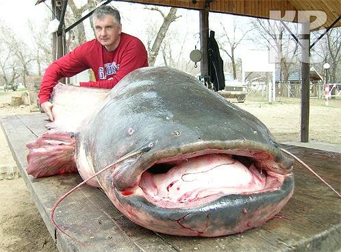 Бывают ли сомы - Людоеды?