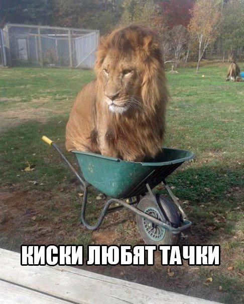 Не совсем светлый и адекватный юмор