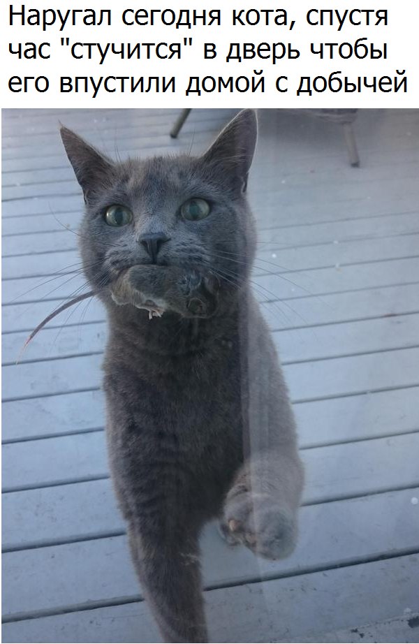 Коты и Кошки