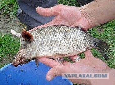 11 помесей животных