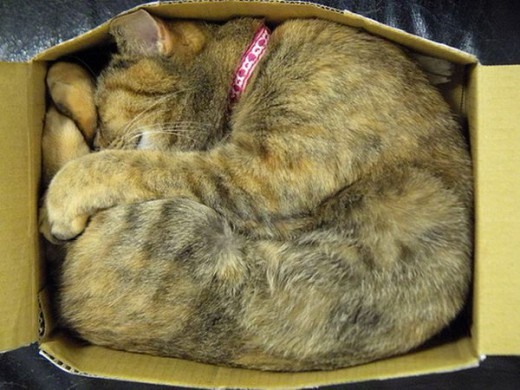 Коты и Кошки