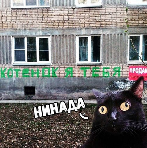 Коты и Кошки