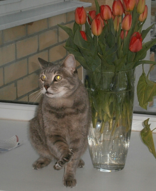 Котовторник 29.5.18