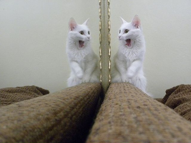 Котовторник объявляется открытым!