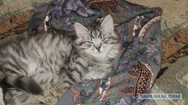 Котовторник!