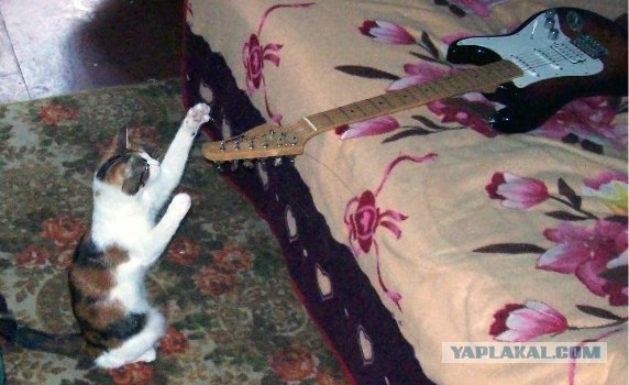Котовторник (07.02.2012)