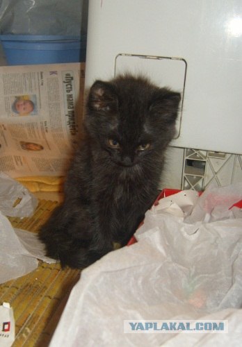 Котовторник (21.02.2012)