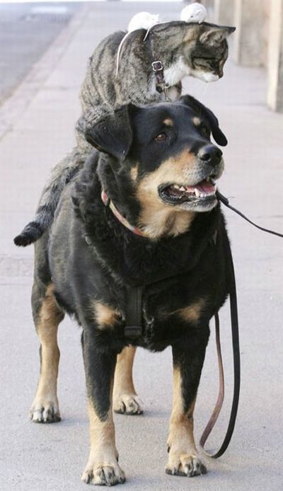 Уже не котовторник, но еще и не собакочетверг