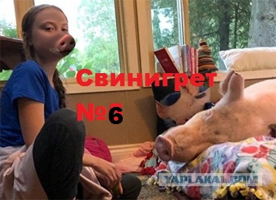 Свинегрет: картинки, надписи и прочее 06.02.20