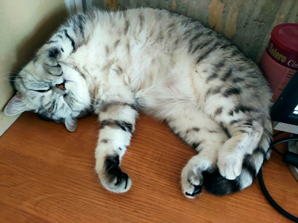 Котики в подарок ЯПу на ДР