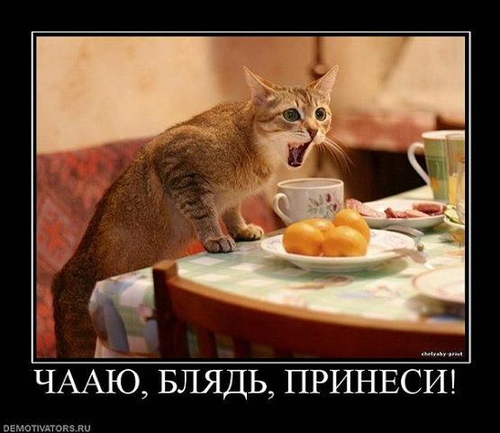 "Удоли!" Дурацкие фото котеек, которые они просили не показывать