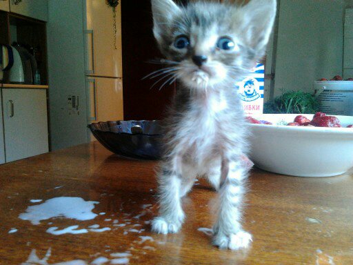 Моя красотка