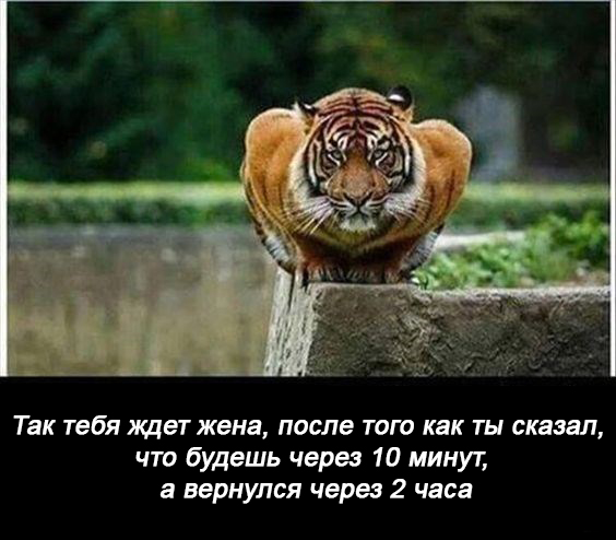 11 мемасиков про животных и отношения