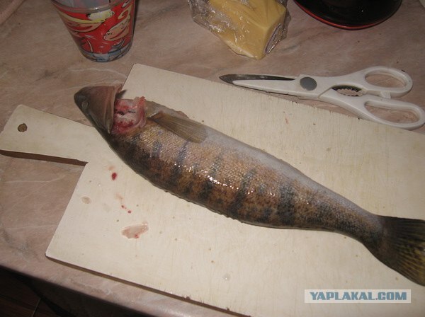 Судак запечёный