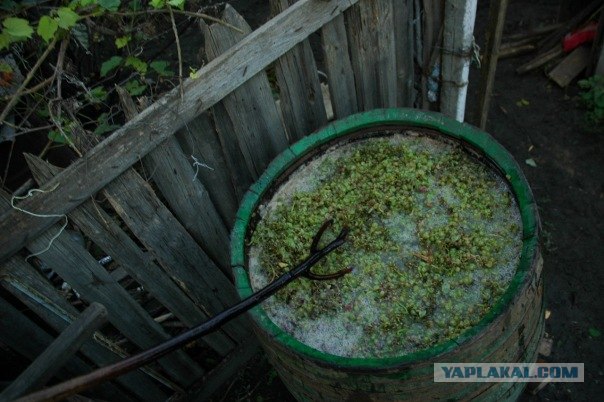 Вино своими руками