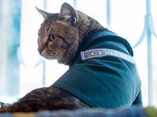 Котовторник. Февраль