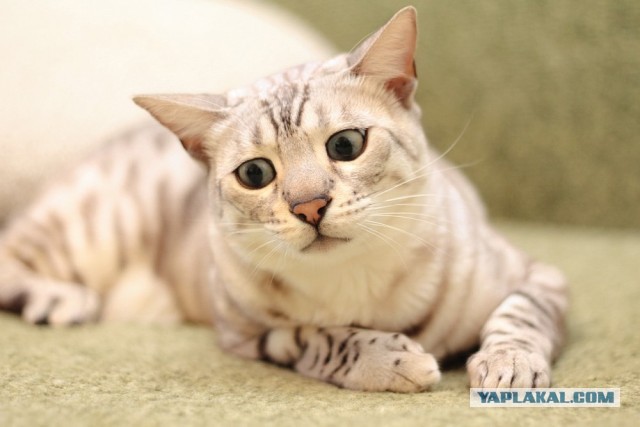 О бенгальских котах на наглядном примере