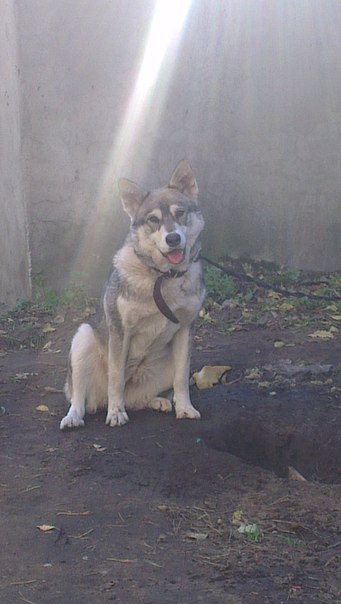 Вот такое чудо природы живет у нас дома.