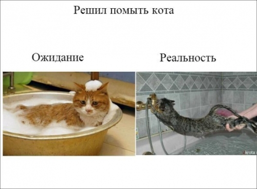 Прикольные коты