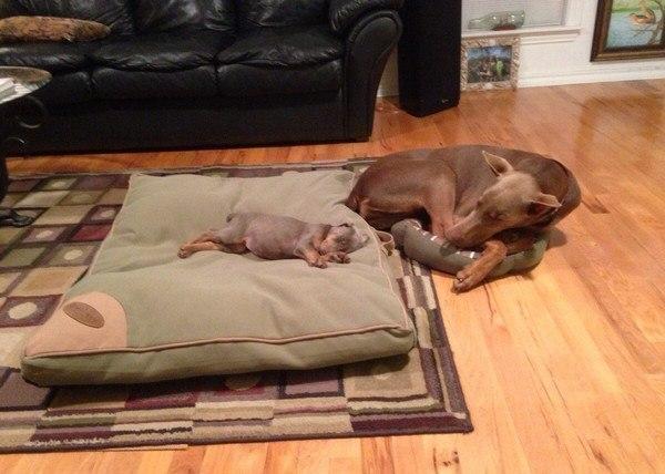 Собакочетверг же, ау!