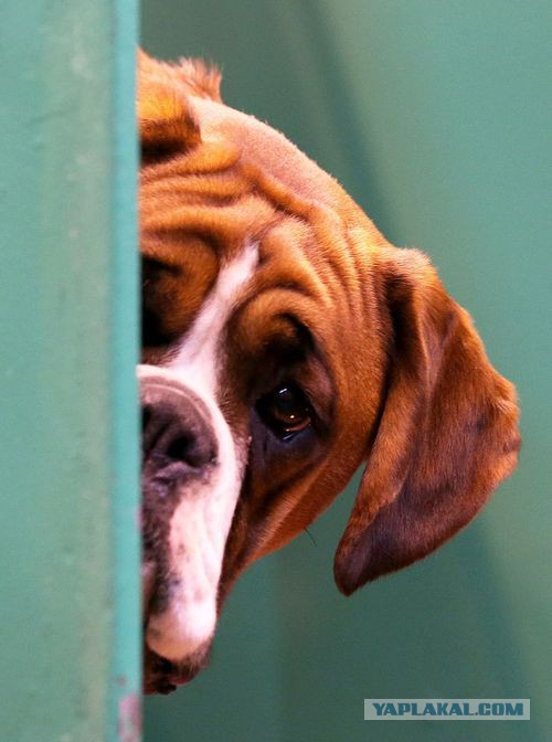 Собакочетверг