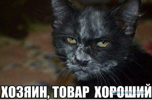 Весёлые картинки