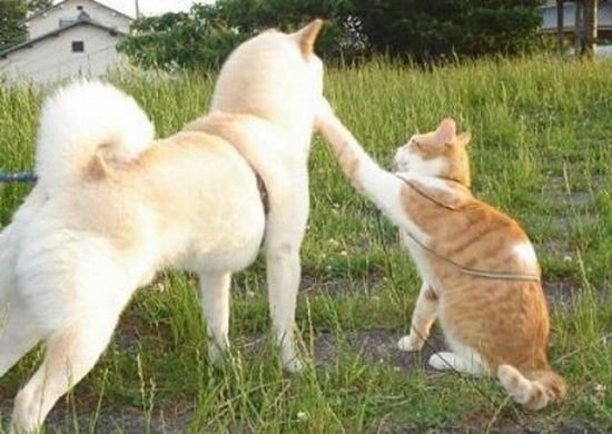 Демы к котовторнику!