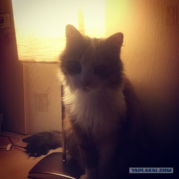Котовторник. Алиса. Одно из лучших творений природы.