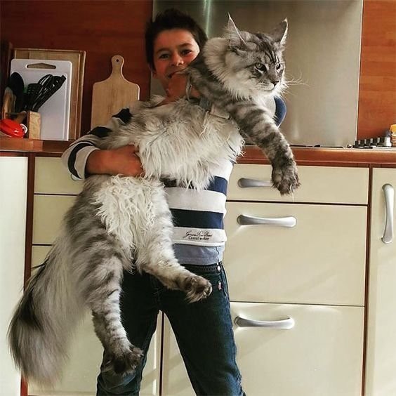 Коты и Кошки