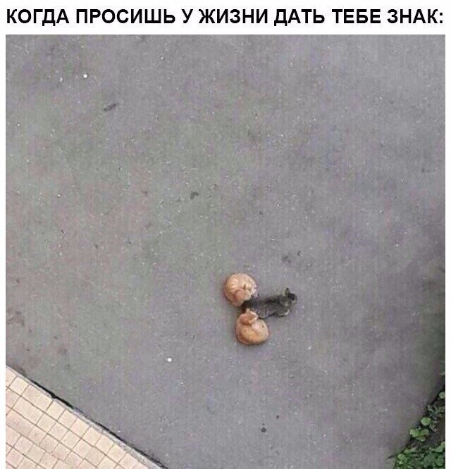 Коты и Кошки