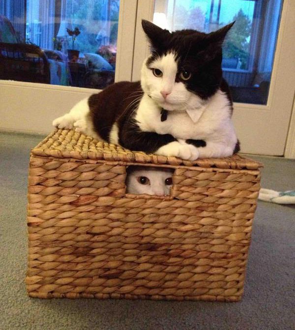 Коты и Кошки