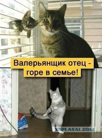 20 шикарных фотографий, в которых вся суть котов