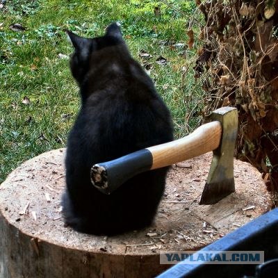 It's Catursday Fever! (Котовторник)